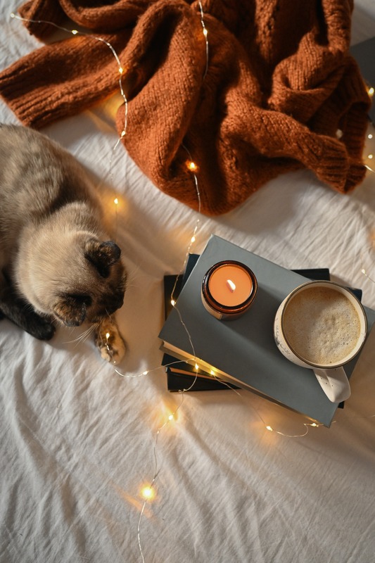 Artsy photo of cat with lights, sweater, and cup of coffee