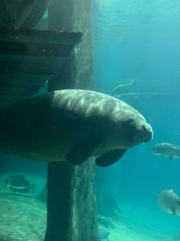 Manatee floating in underwater photo with fish in background