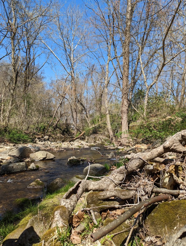 Photo of hardwood trees growing next to a creek on a sunny day