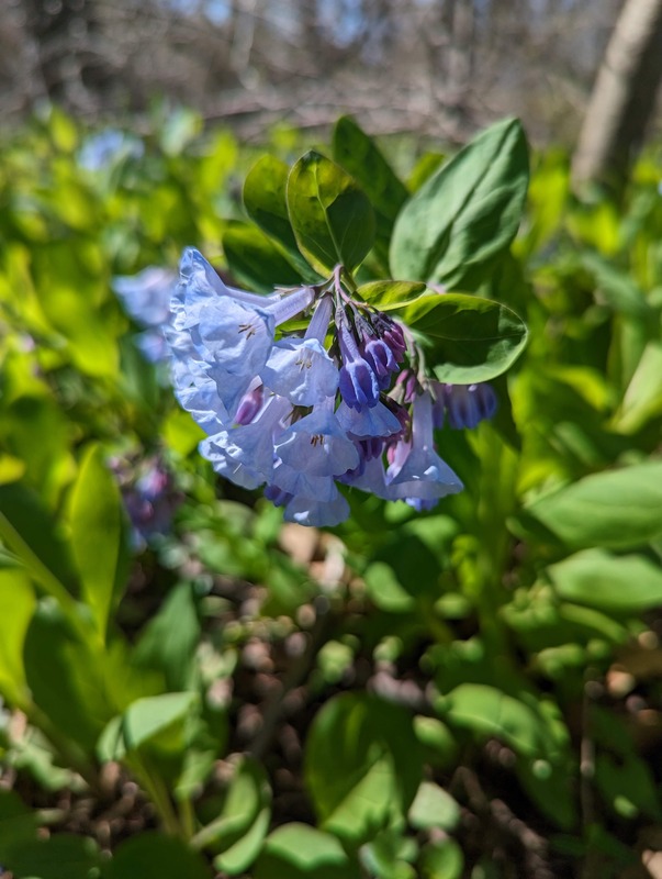 Close up photo of a blue wildflower